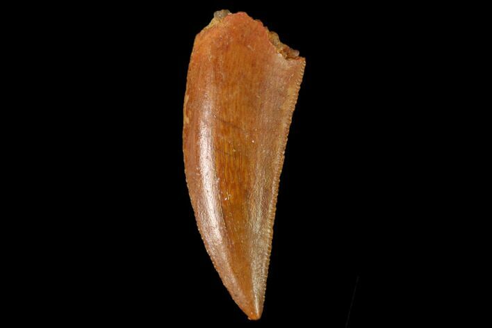 Serrated, Raptor Tooth - Real Dinosaur Tooth #158984